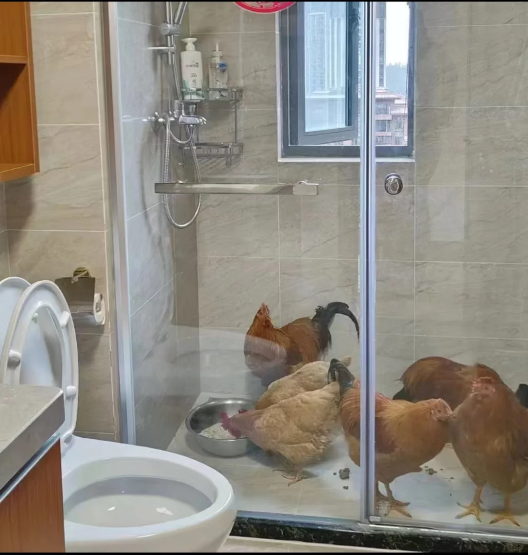 终于知道干湿分离厕所的用处了