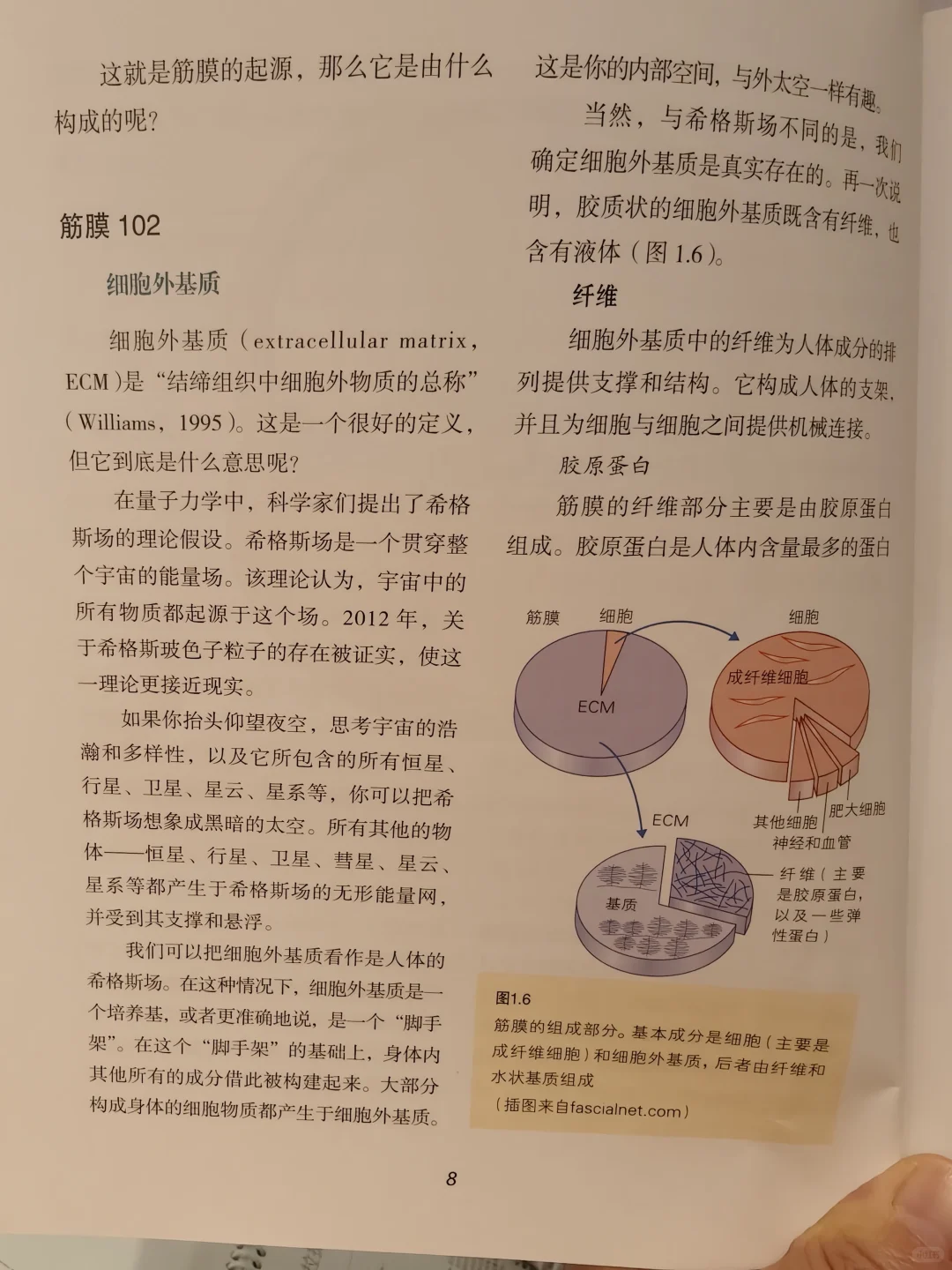 I、II、III型胶原蛋白