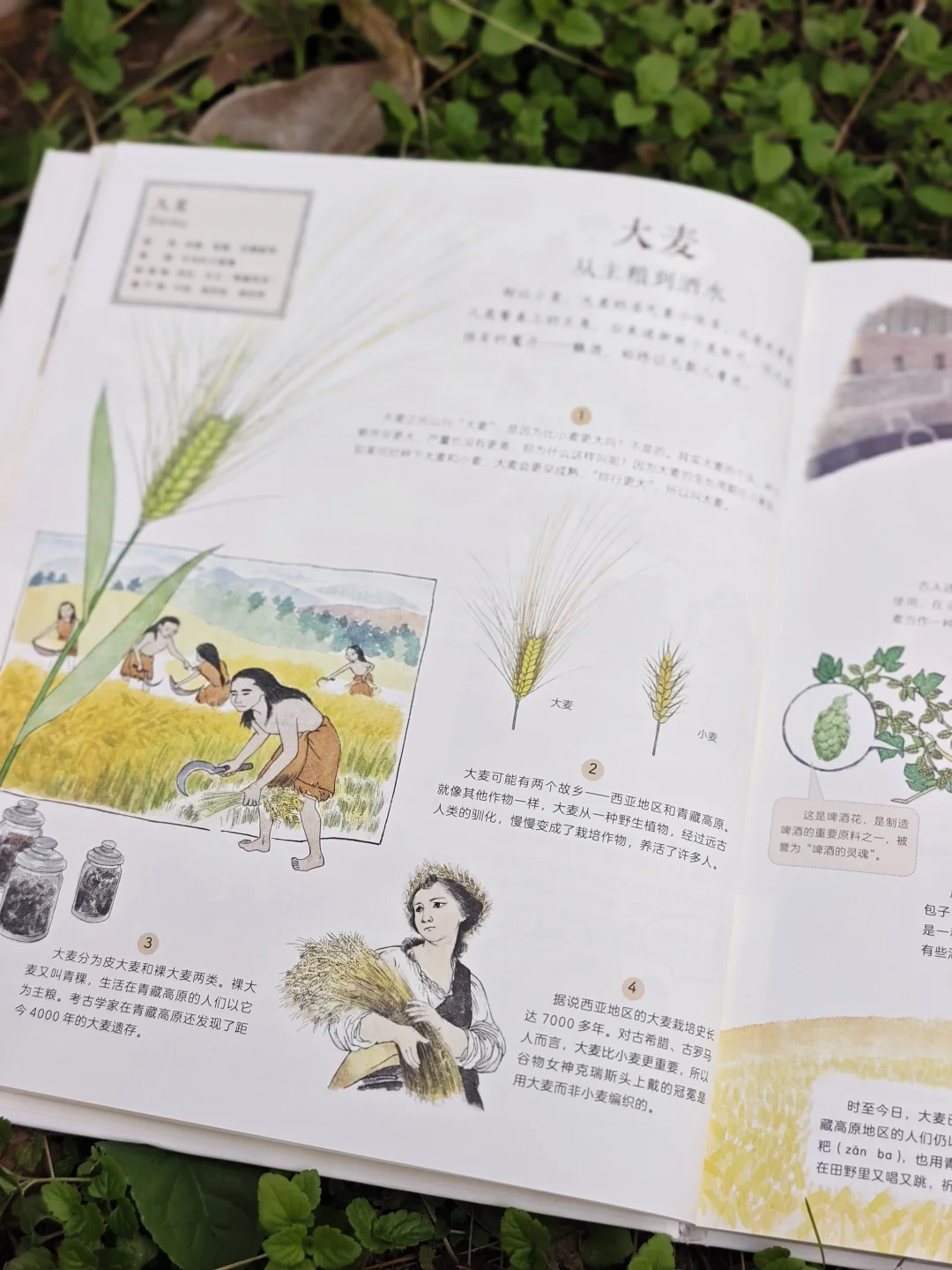 儿童农业科普绘本|纯手绘农作物科普