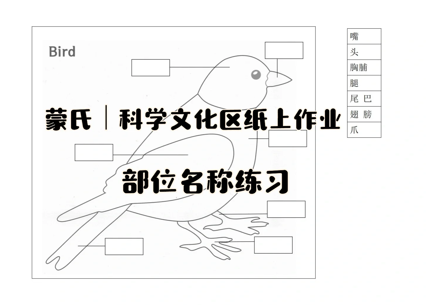 蒙氏｜科学文化领域纸上作业
