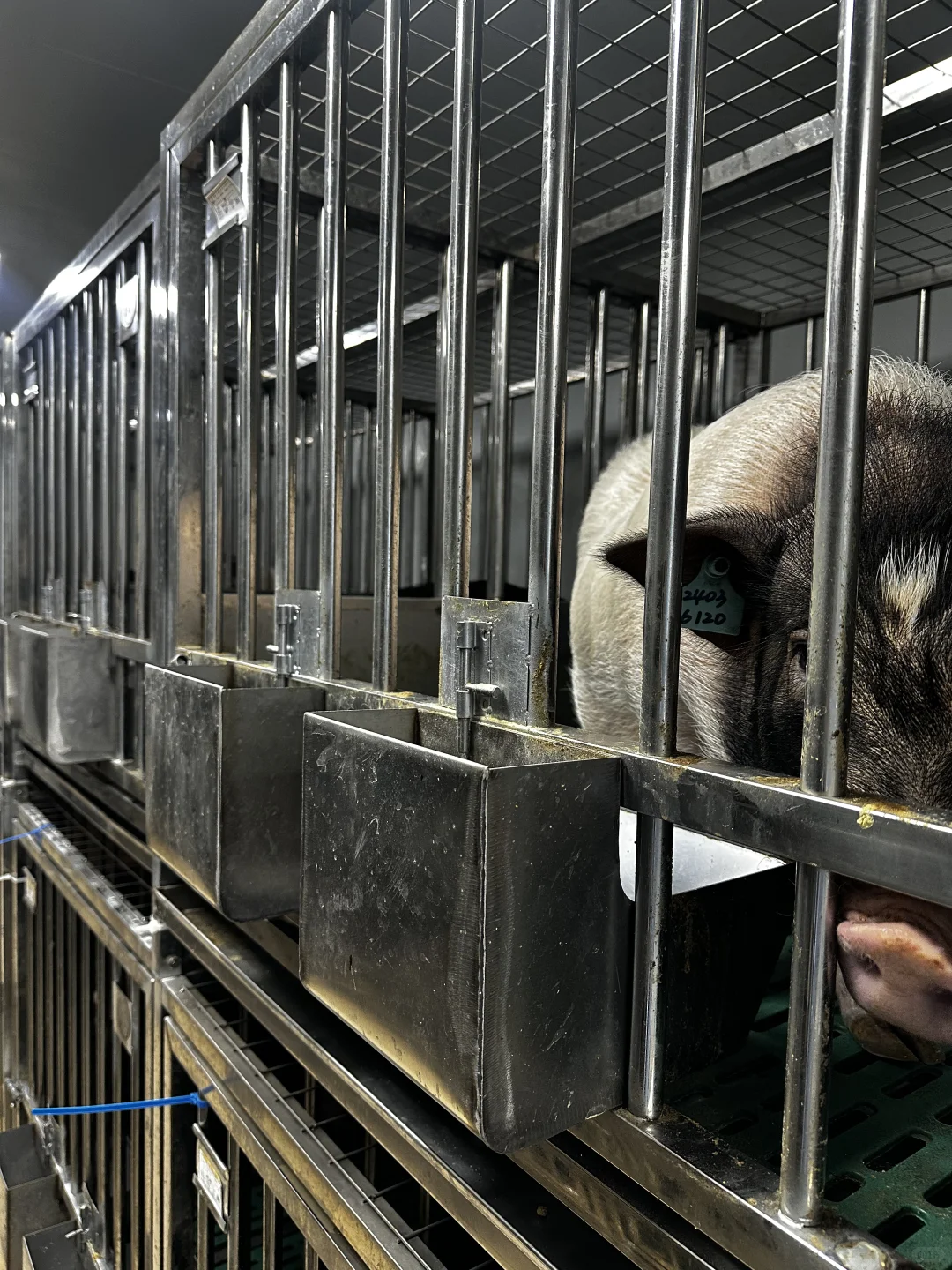 实验动物代养 | 科研路上的贴心小助手✨