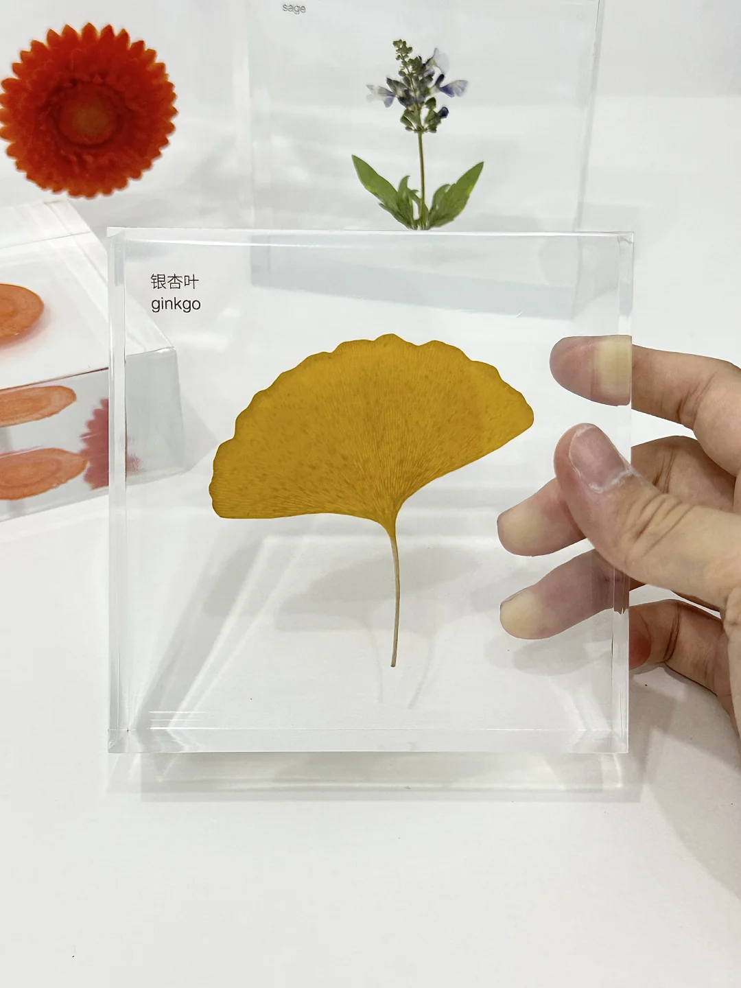 客订分享 植物标本文化墙