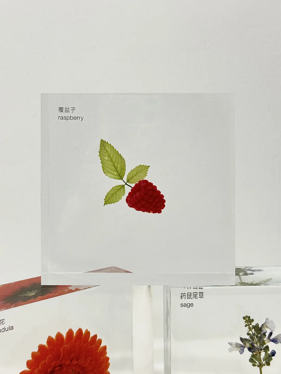 客订分享 植物标本文化墙