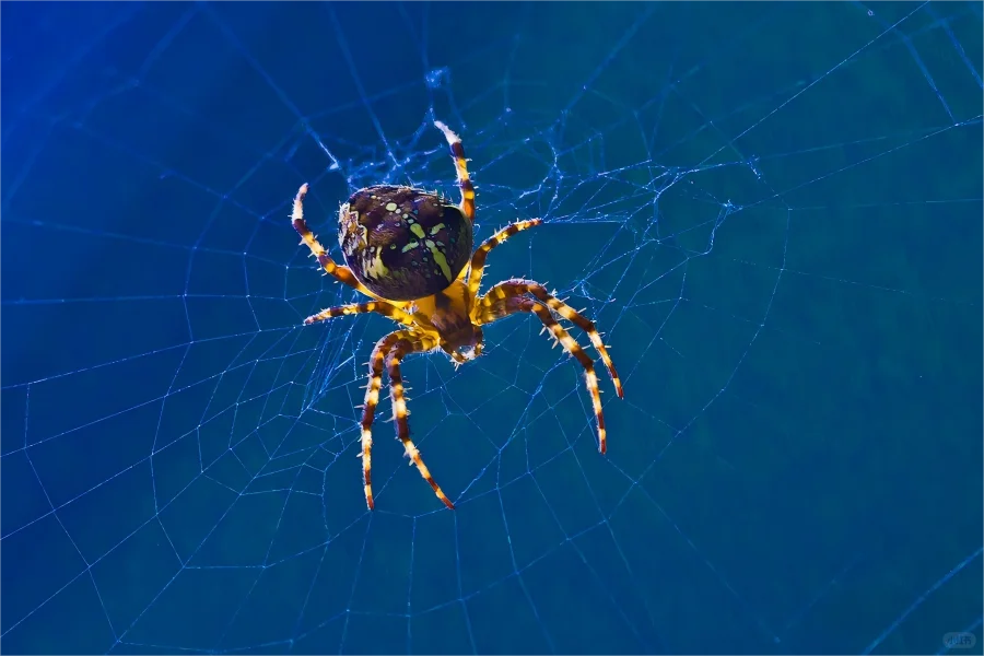 一组关于动物的教具素材