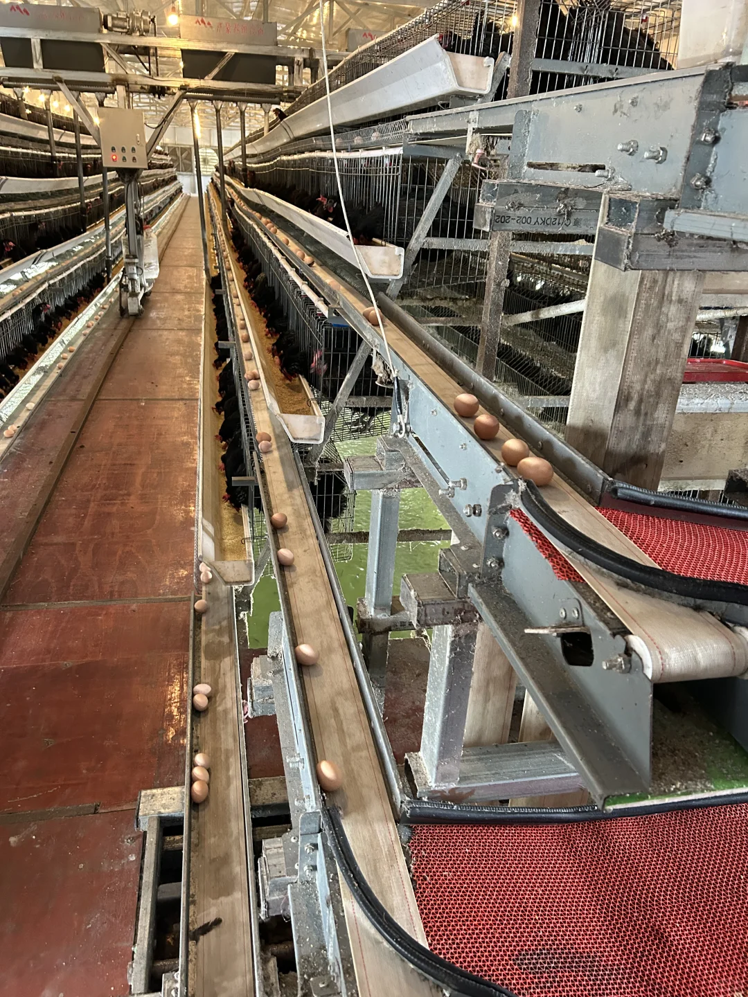 全自动化循环养鸡?,新型副业?