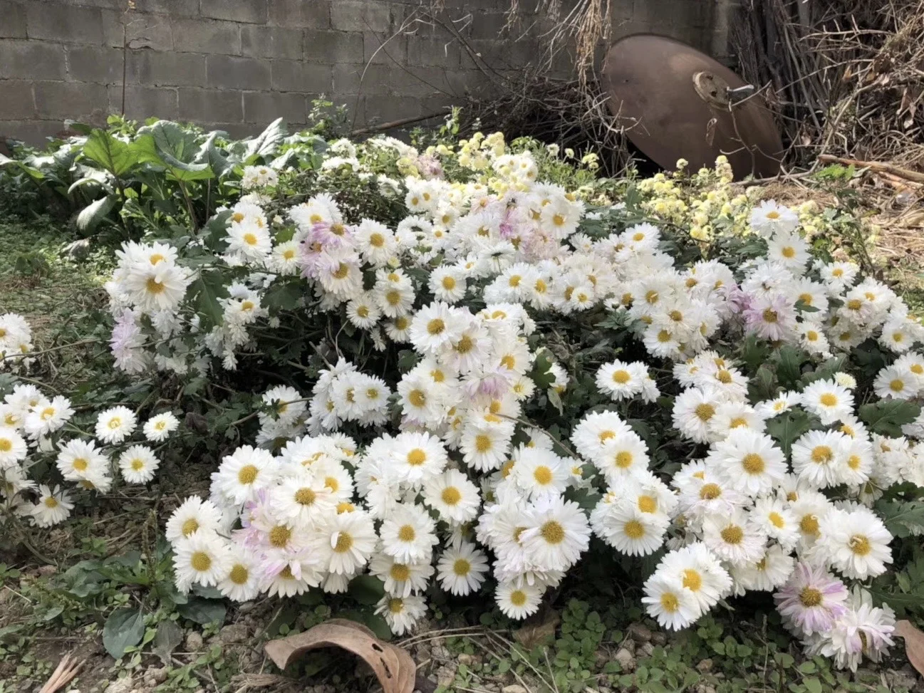 正念写画日课｜23.记得我来自菊乡