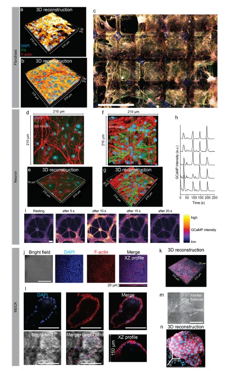 纤维基质调节组织特异性细胞反应