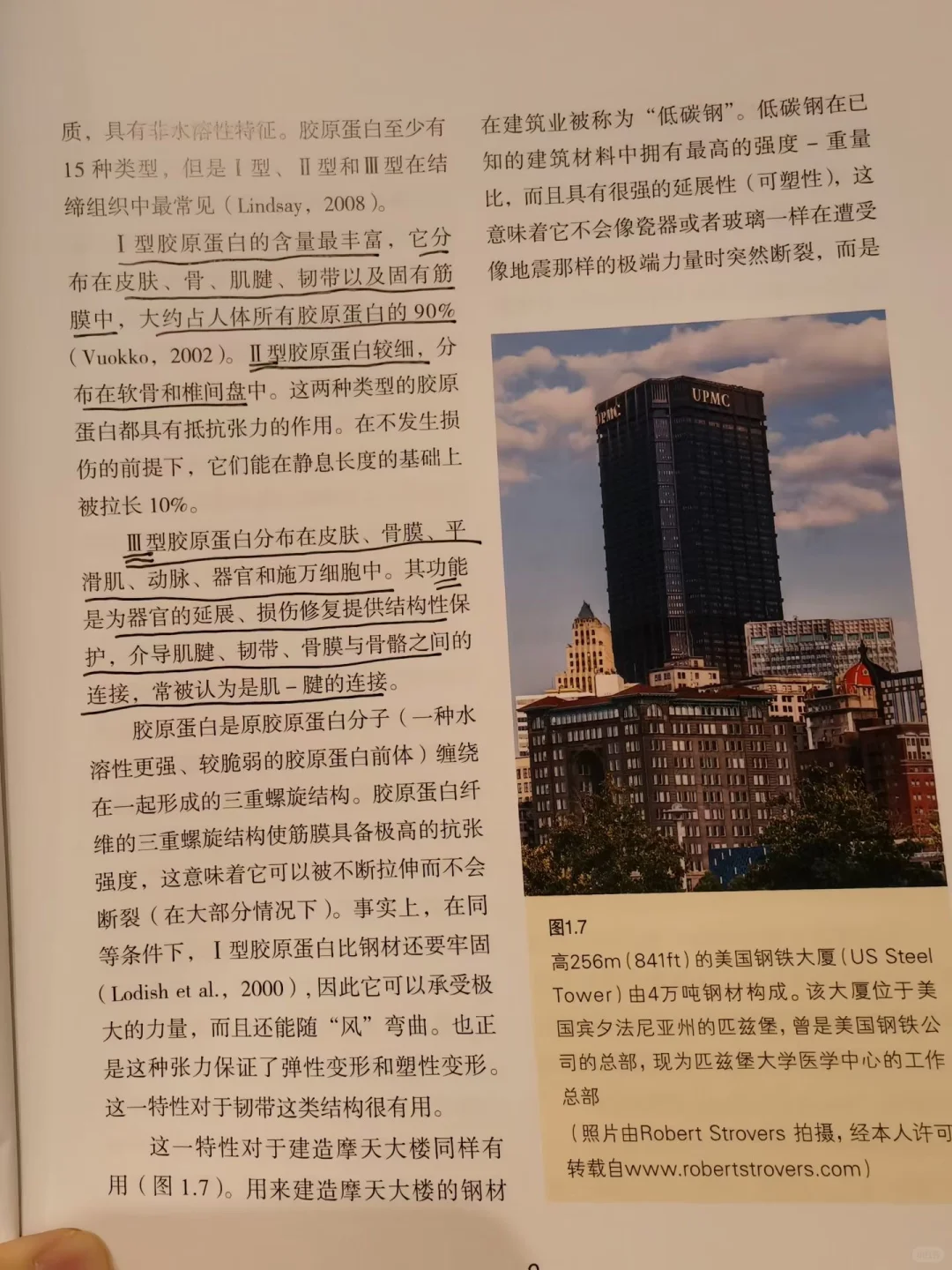 I、II、III型胶原蛋白