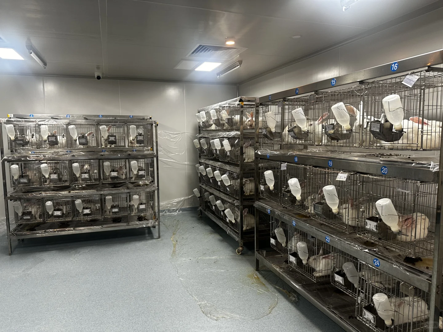 实验动物代养 | 科研路上的贴心小助手✨