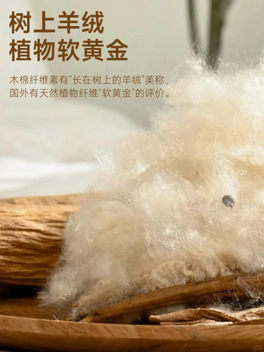 Y+系列 | 什么是木棉