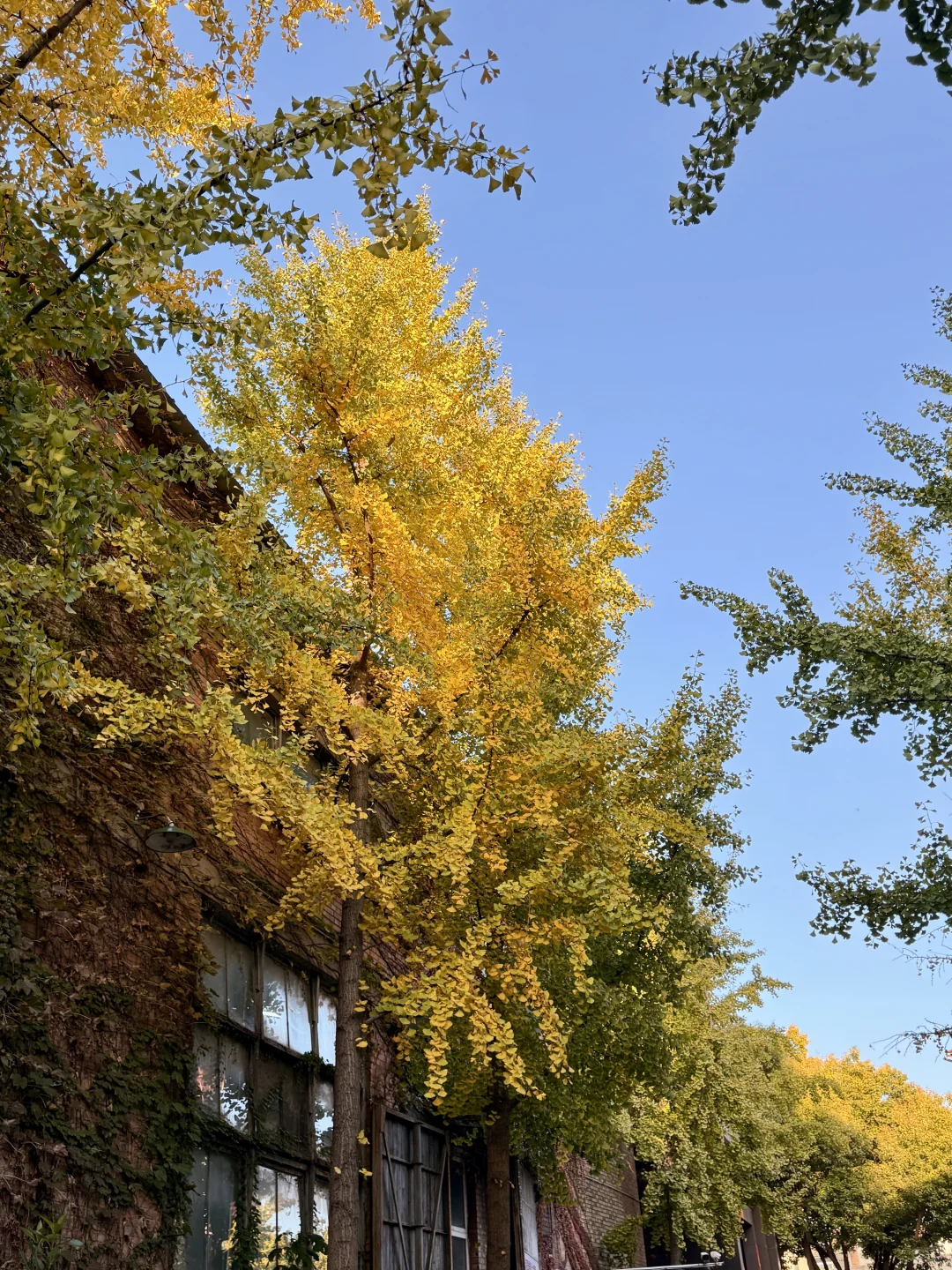 秋日陶艺初体验｜窗外银杏黄，手里泥碗香?