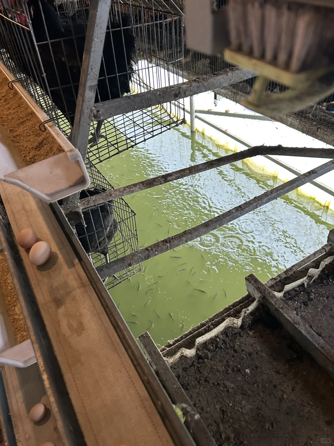 全自动化循环养鸡?,新型副业?