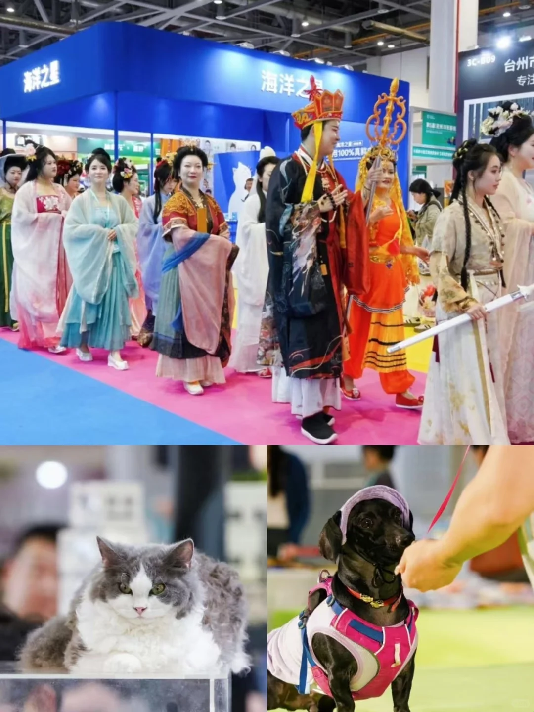 杭州铲屎官们速来！华东宠物展