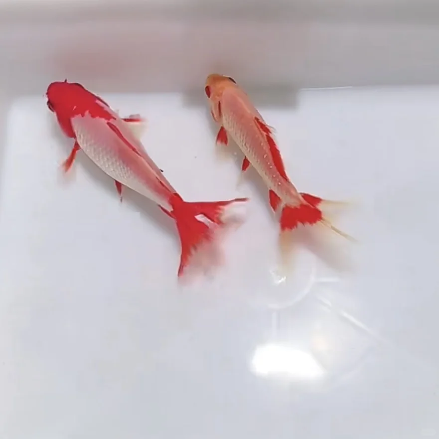 大家的合金金鱼哪里买的