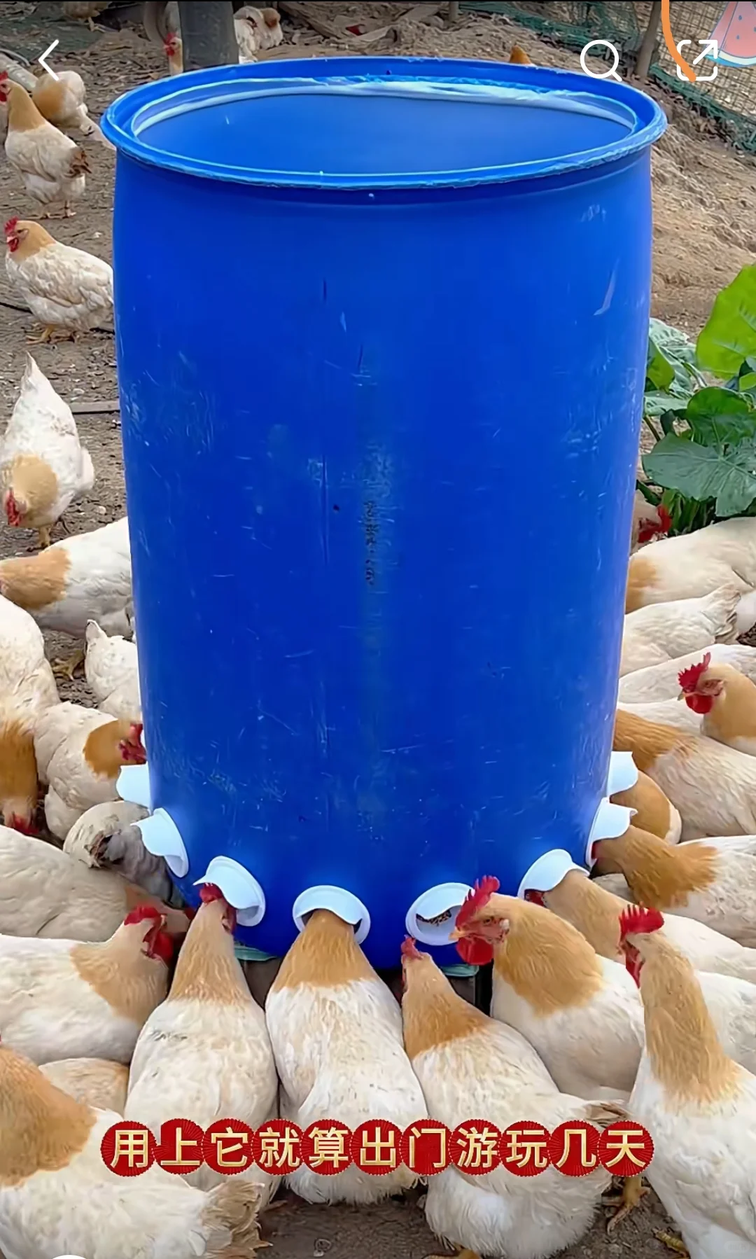 准备在老家安装一个这样的喂鸡神器