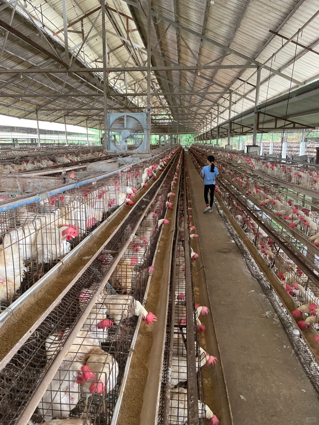 第一次去养鸡场参观