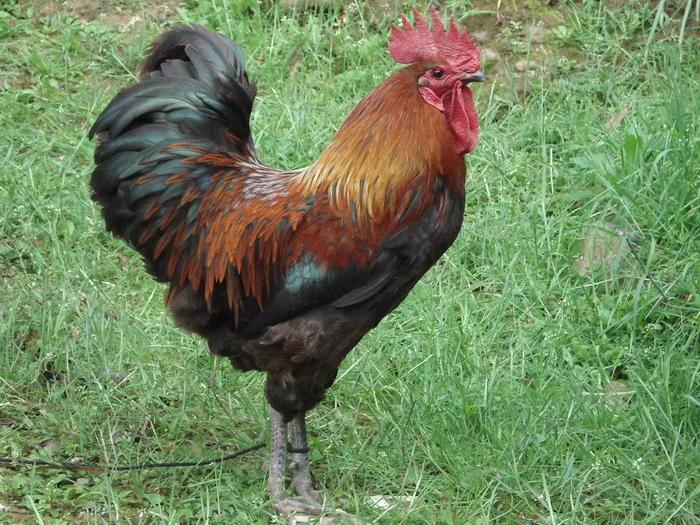 一组关于动物的教具素材