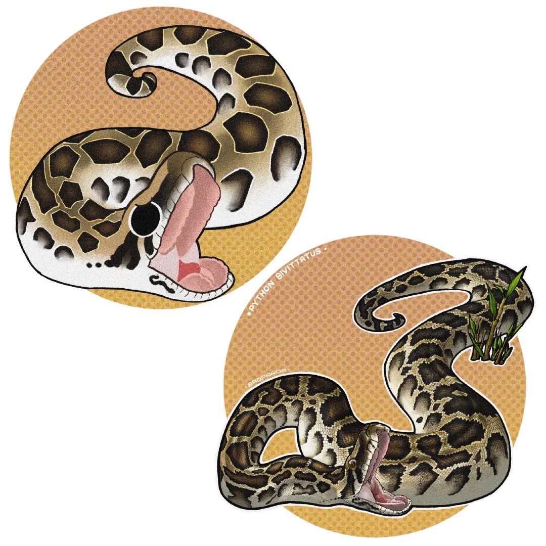 画个爬爬第一百三十五期——缅甸蟒