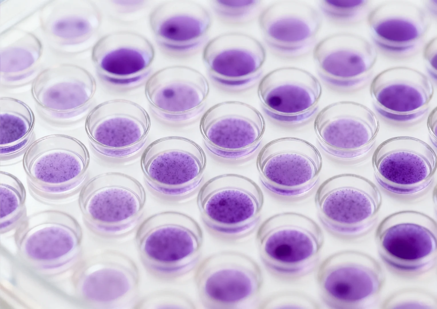 细胞平板克隆实验