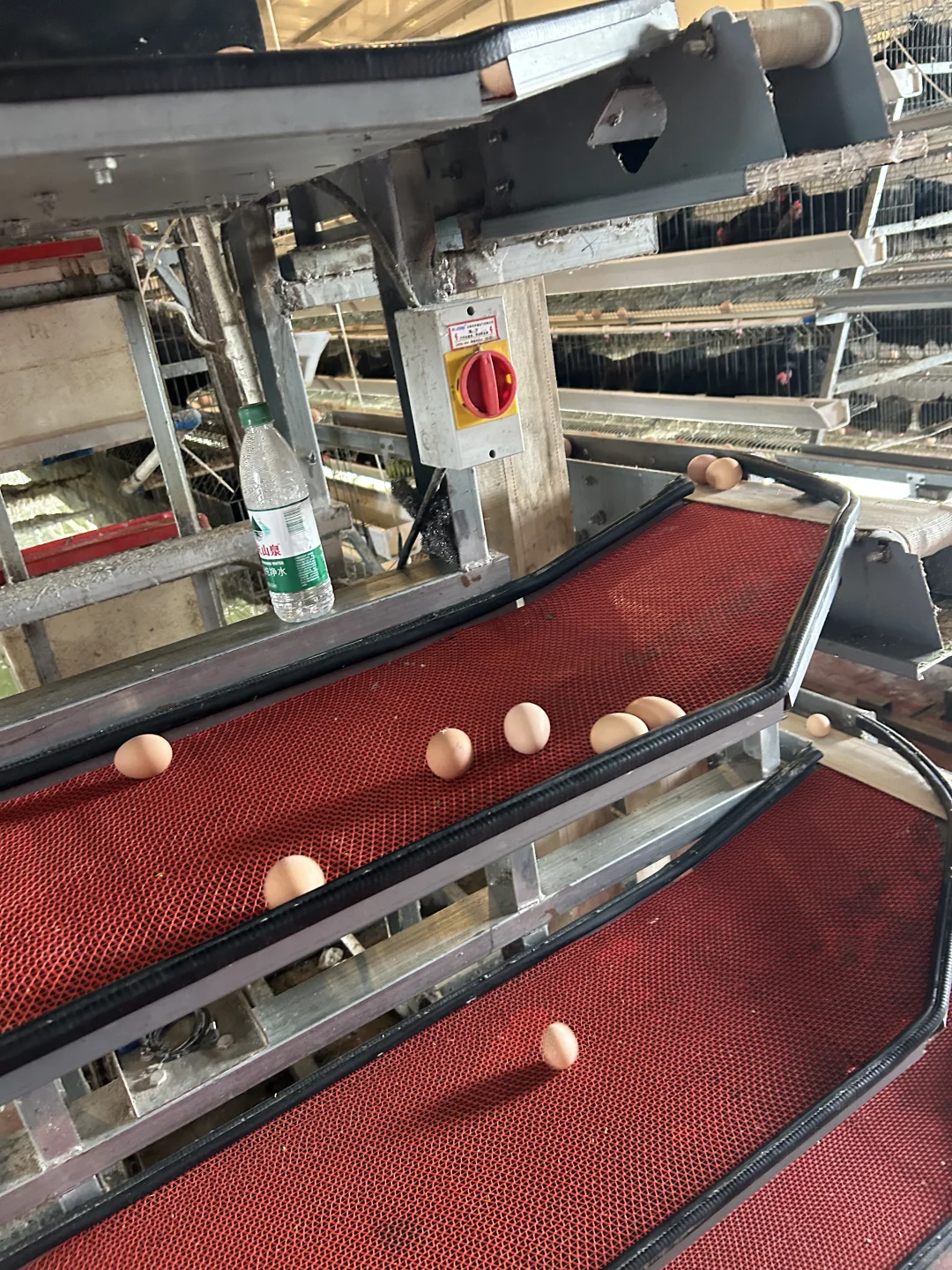 全自动化循环养鸡?,新型副业?