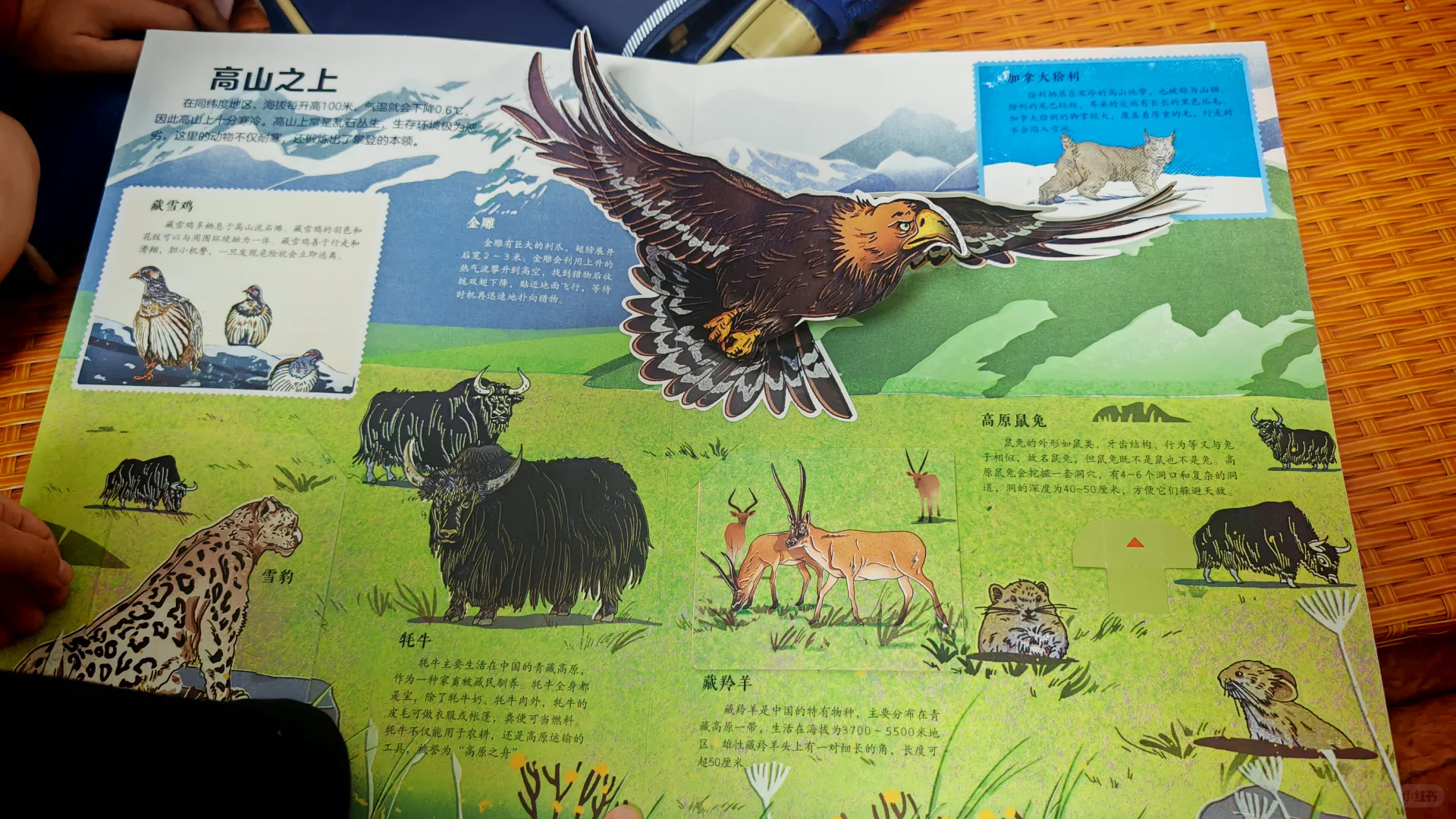 小孩哥姐的电动摩托车到了