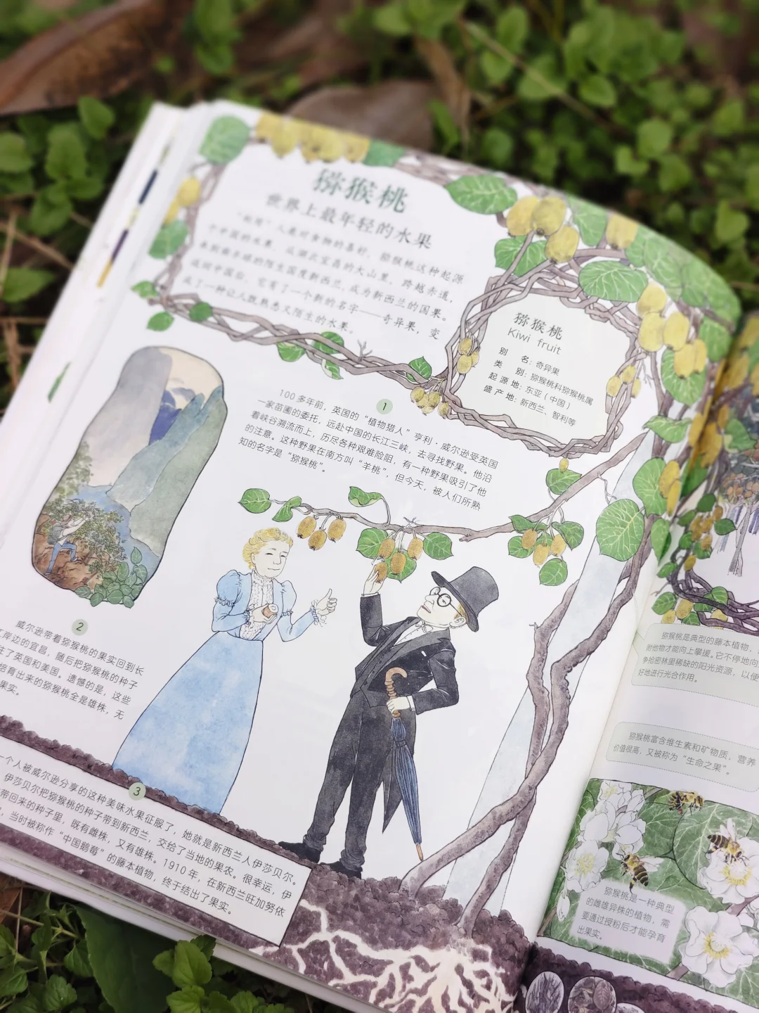 儿童农业科普绘本|纯手绘农作物科普