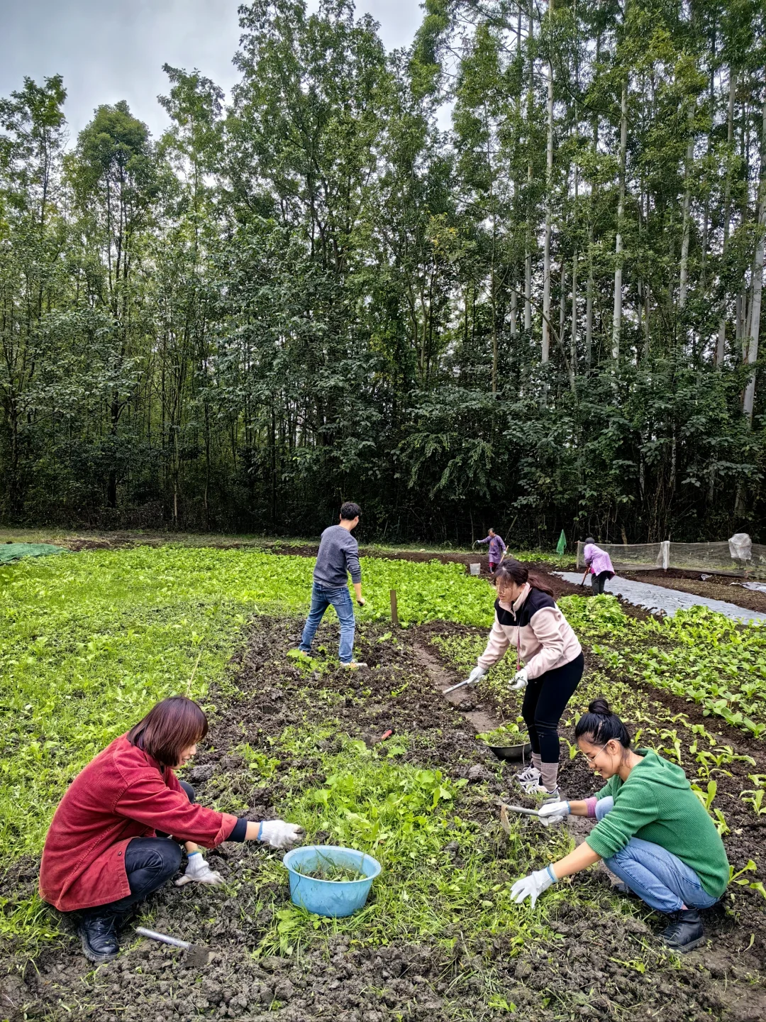 农场首批租户首耕开种啦，大人孩子都很尽兴
