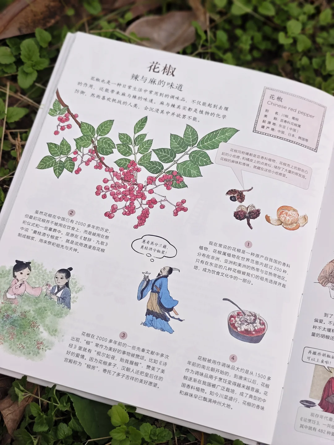 儿童农业科普绘本|纯手绘农作物科普