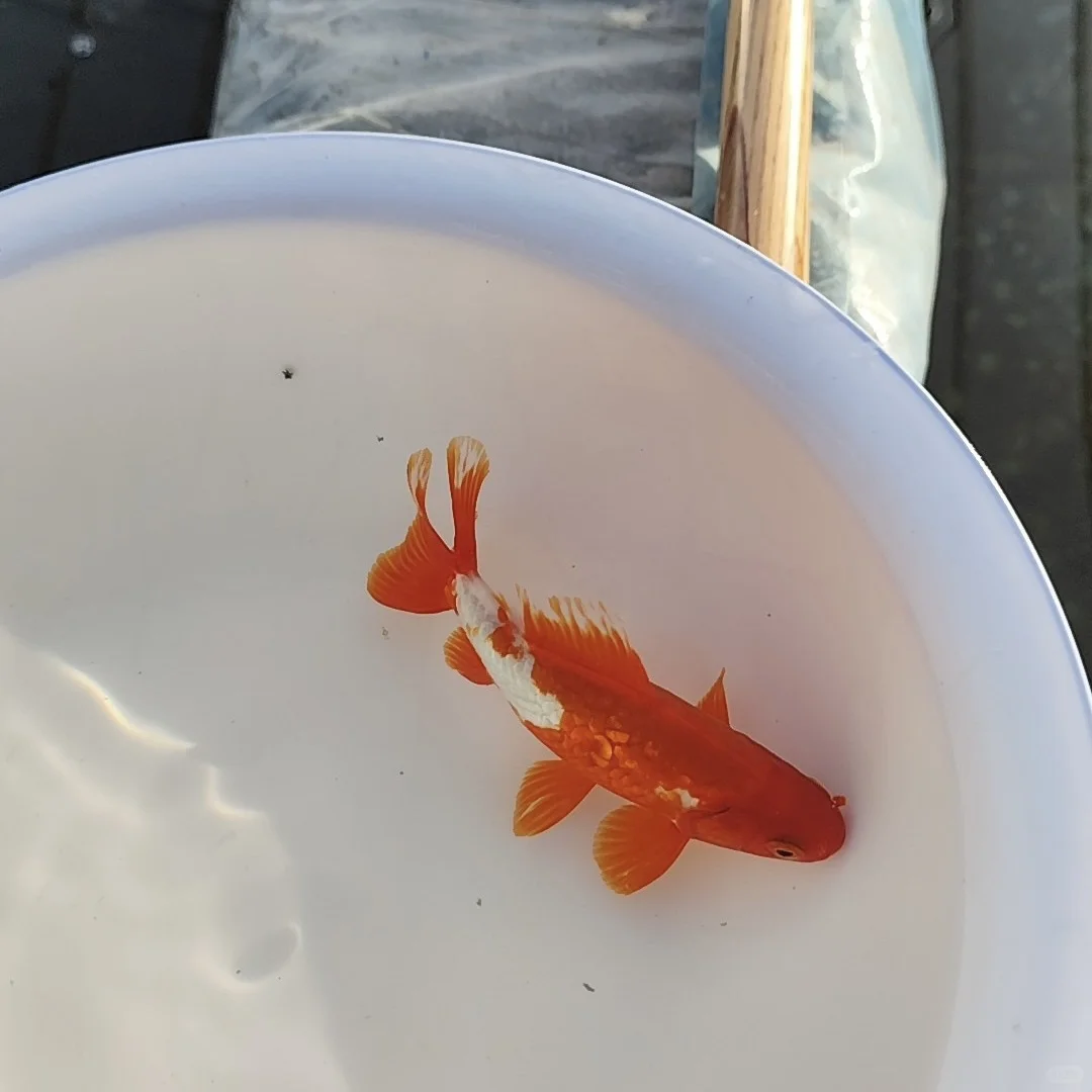 大家的合金金鱼哪里买的