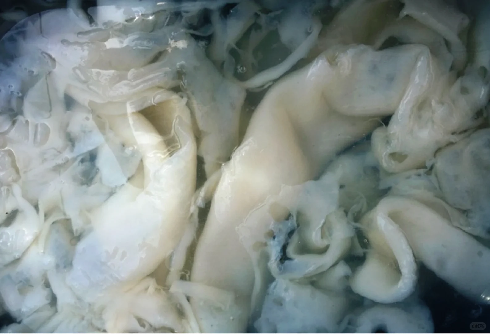 ?生物细菌皮革-椰子、香蕉、大麻、剑麻