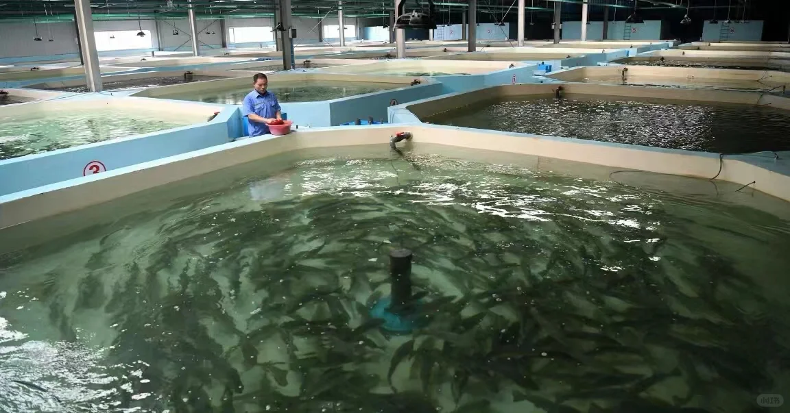 智能化水产养殖的实现