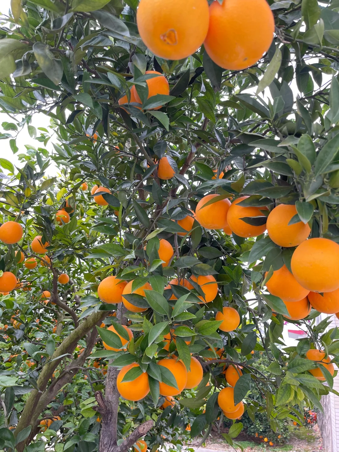 关于奉节脐橙，你不知道的那些事