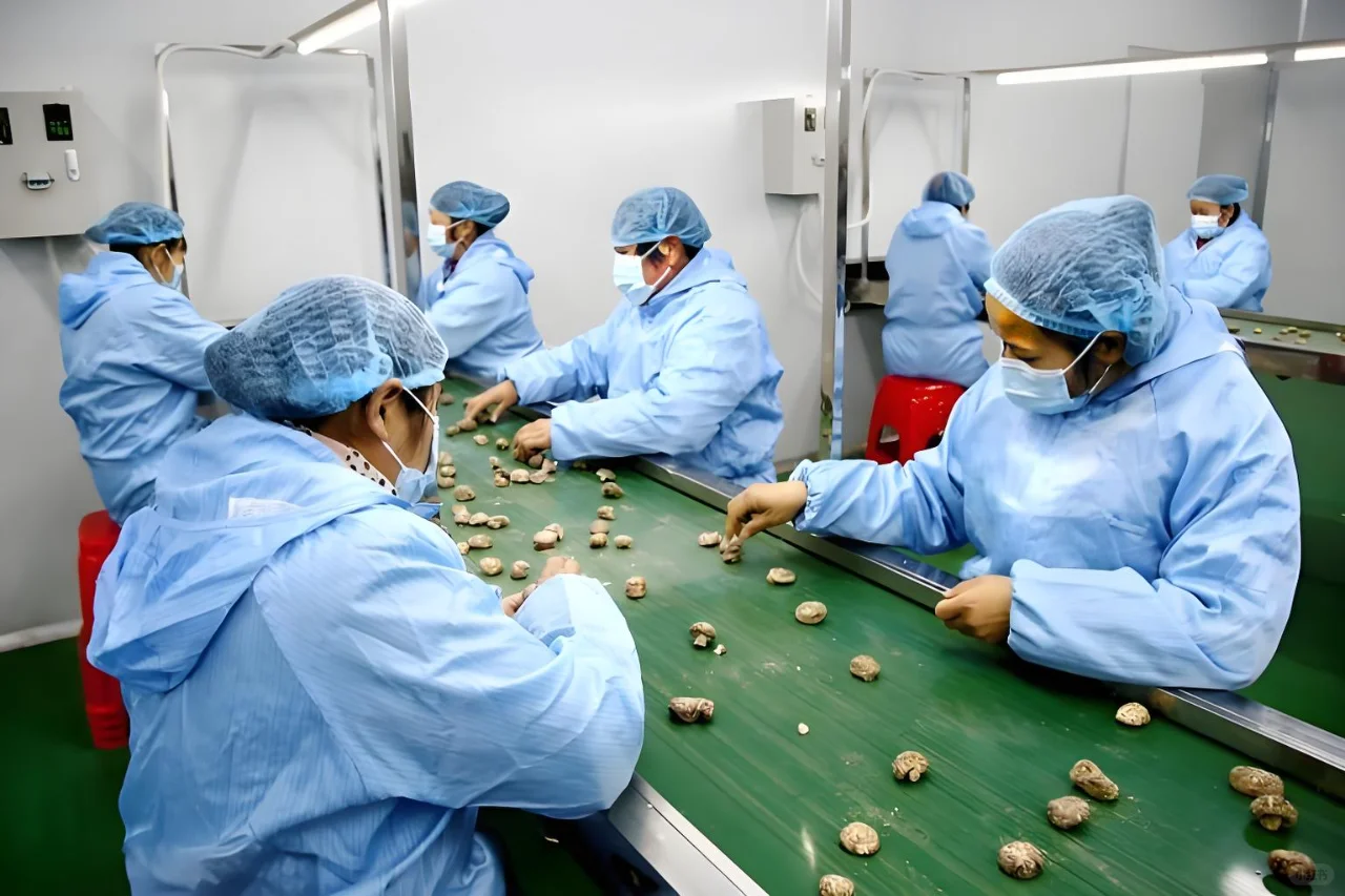 香菇加工设备，为乡村振兴注入 “鲜” 活力