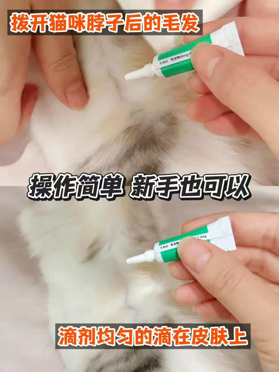 养猫好物|谁说低成本养不好猫的?