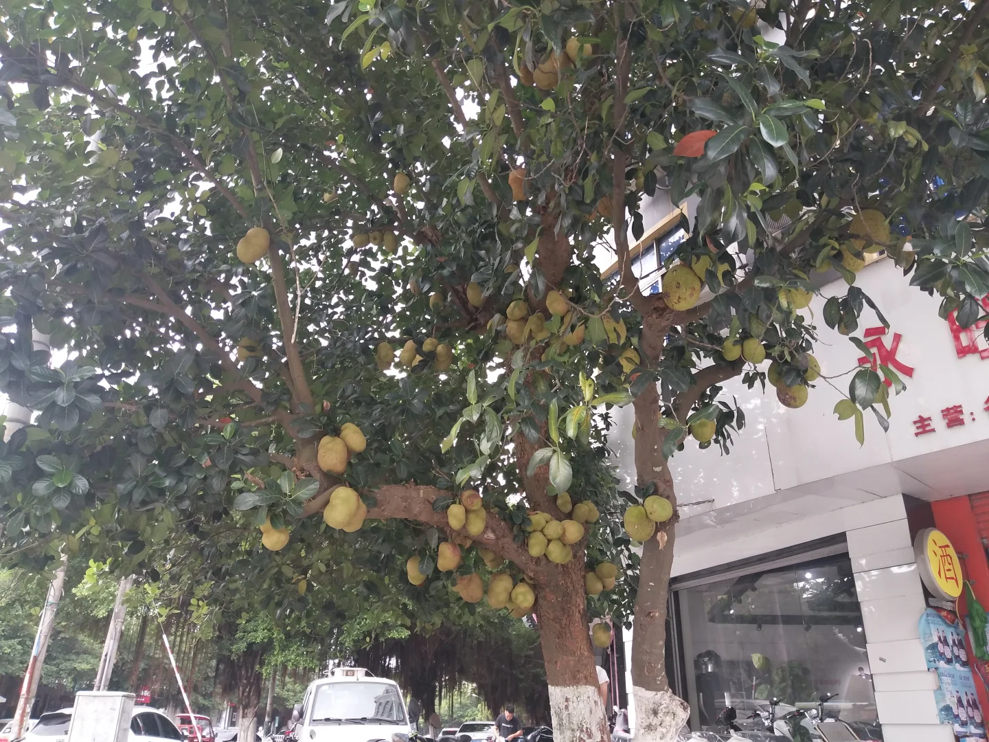 植物地域适生性简析-（三一）菠萝蜜