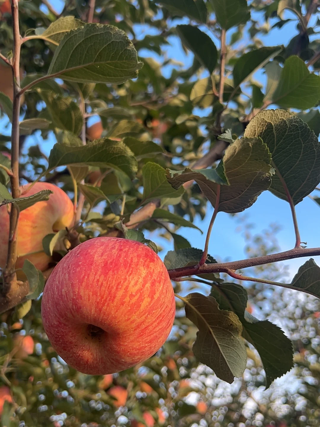 朴素耐劳不是农民的代名词