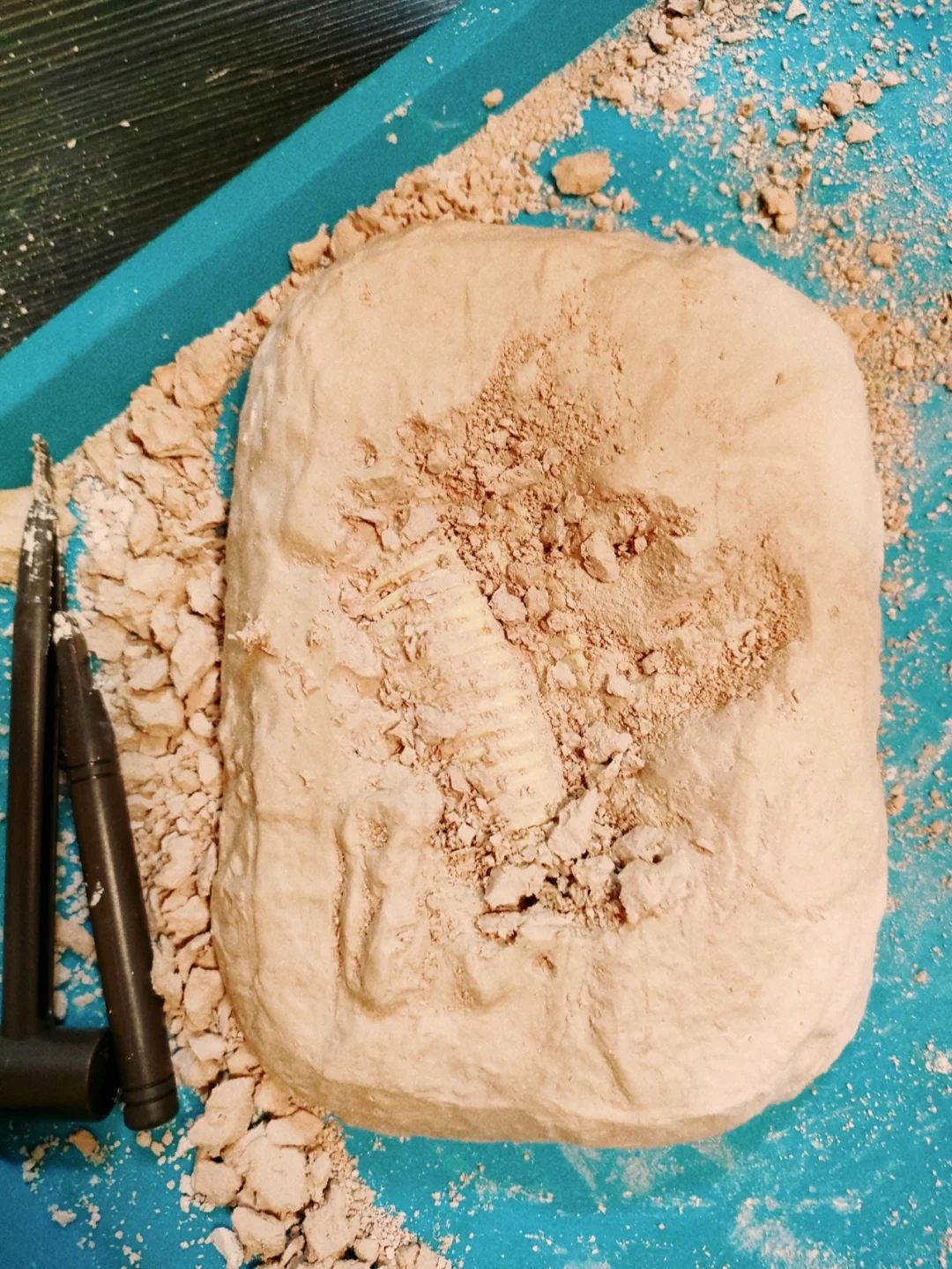 恐龙化石玩具?种草? or 拔草??