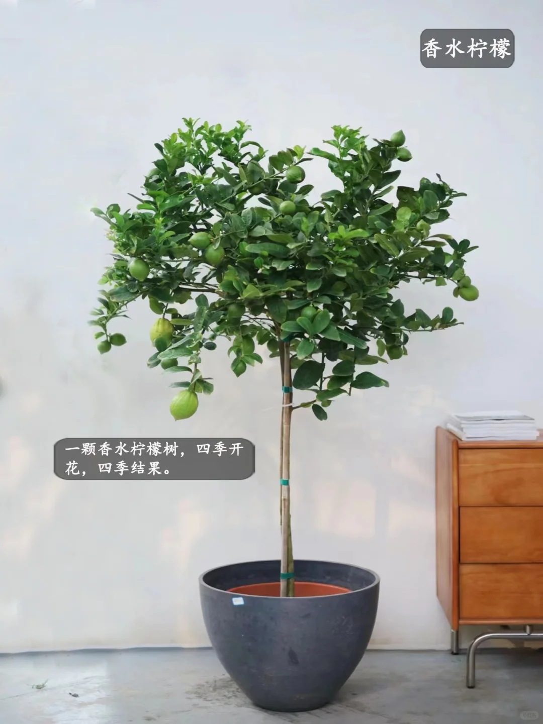 5种适合家里种的水果，好吃又好看