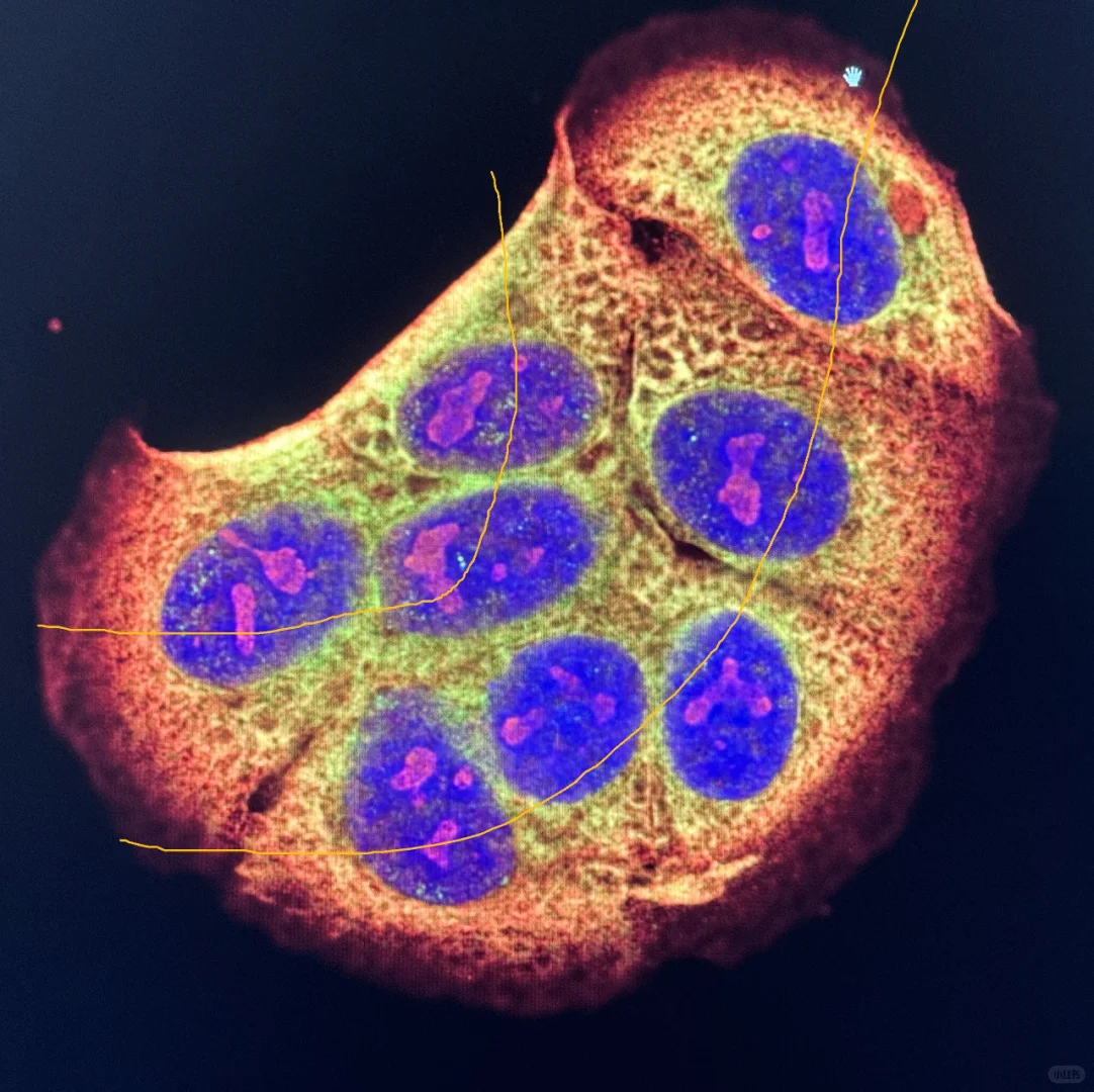 免疫荧光，固定与通透该用什么试剂？