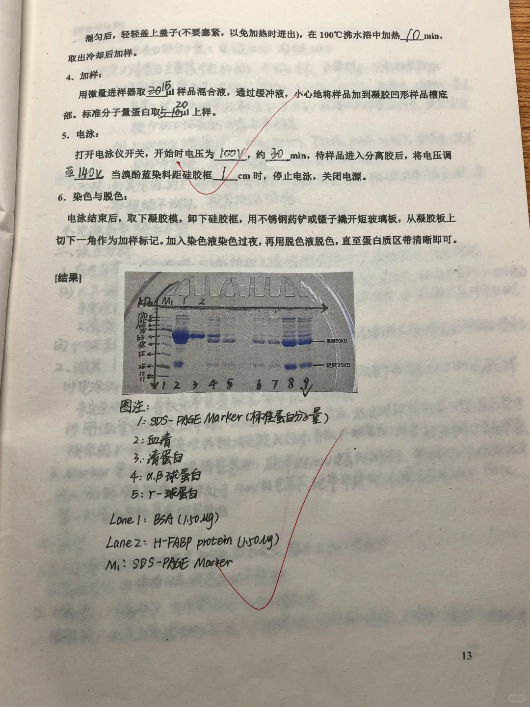 四、聚丙烯酰胺凝胶电泳分离目的蛋白质