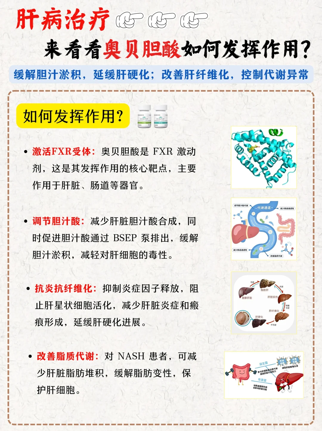 ?奥贝胆酸 ：调控胆汁代谢的肝病靶向药物