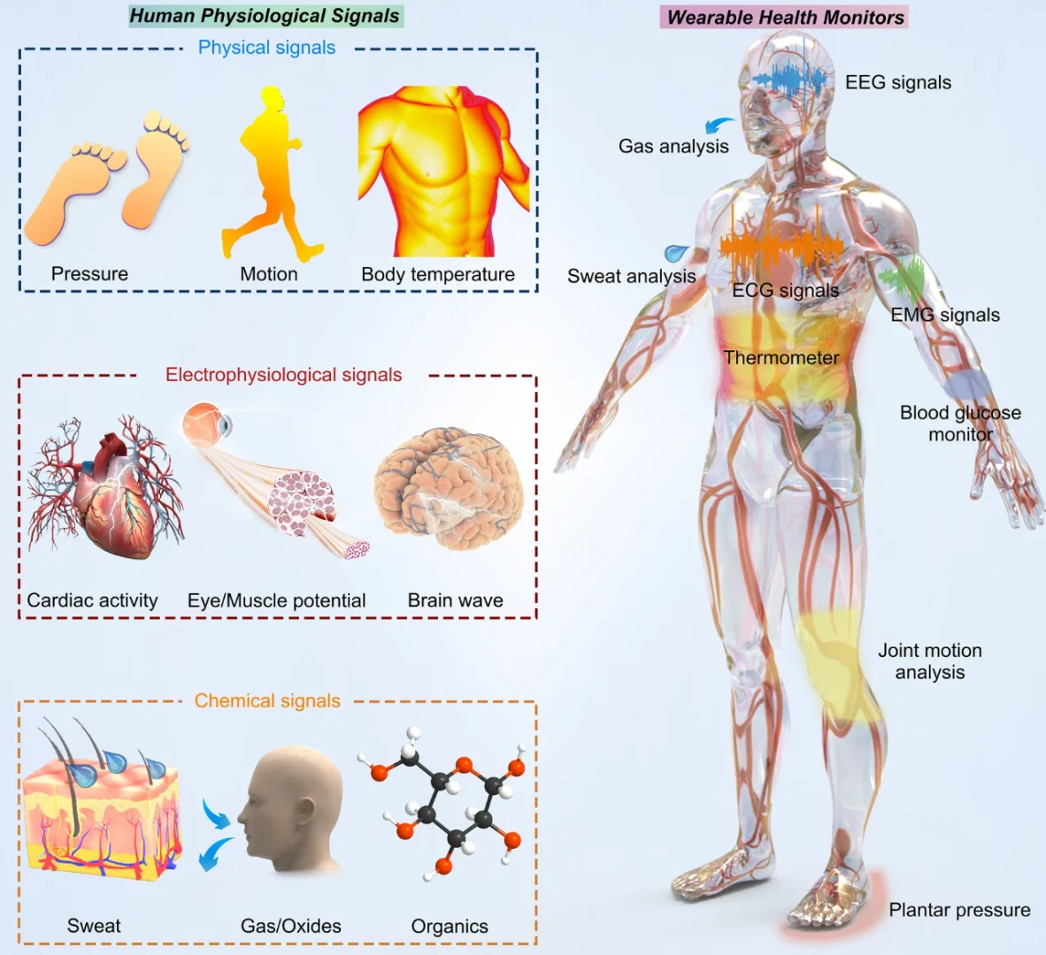 当“原子薄”遇上智能穿戴:开启柔性新时代