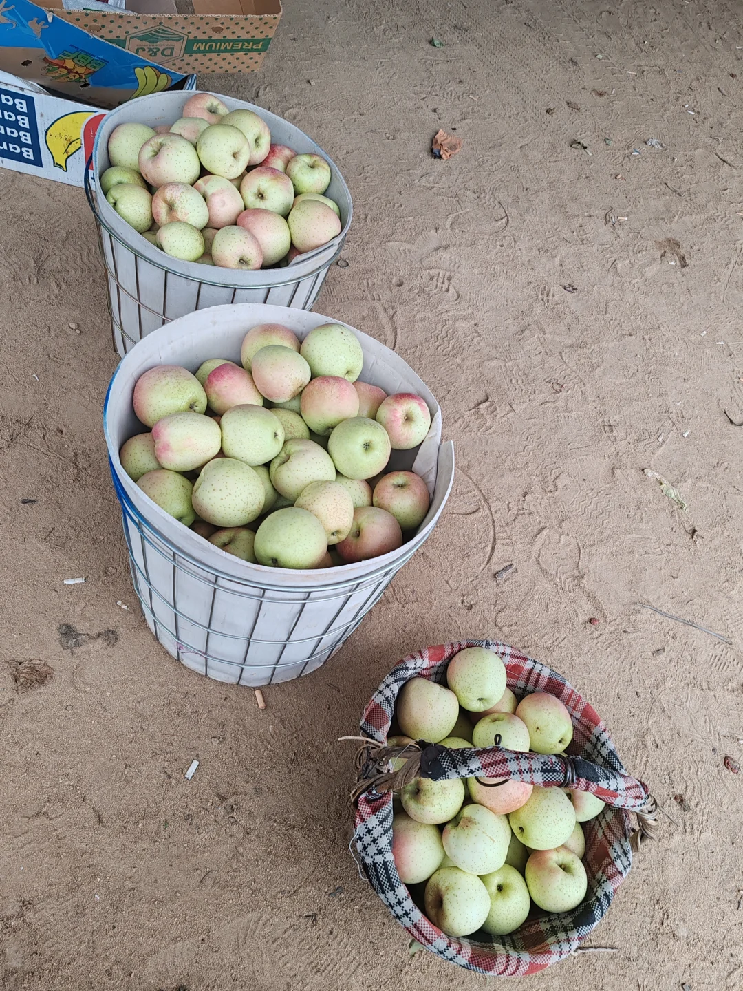 ?“大丰收”来啦！快乐装满一箩筐?