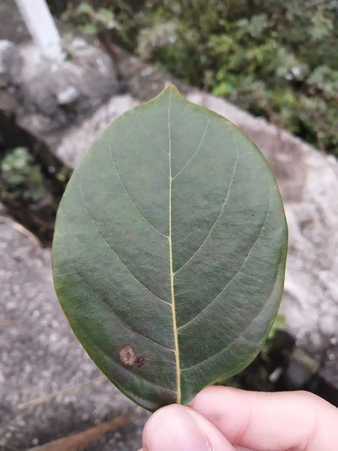 植物地域适生性简析-（三一）菠萝蜜