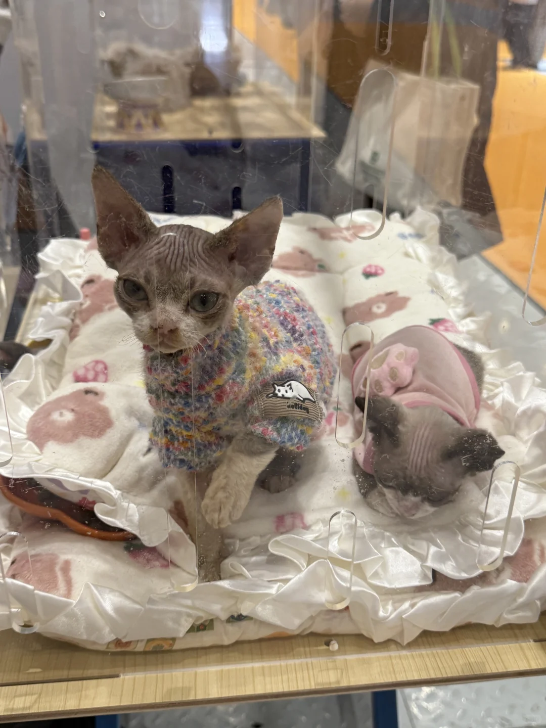 WPE汉宠展29.9的门票真不值