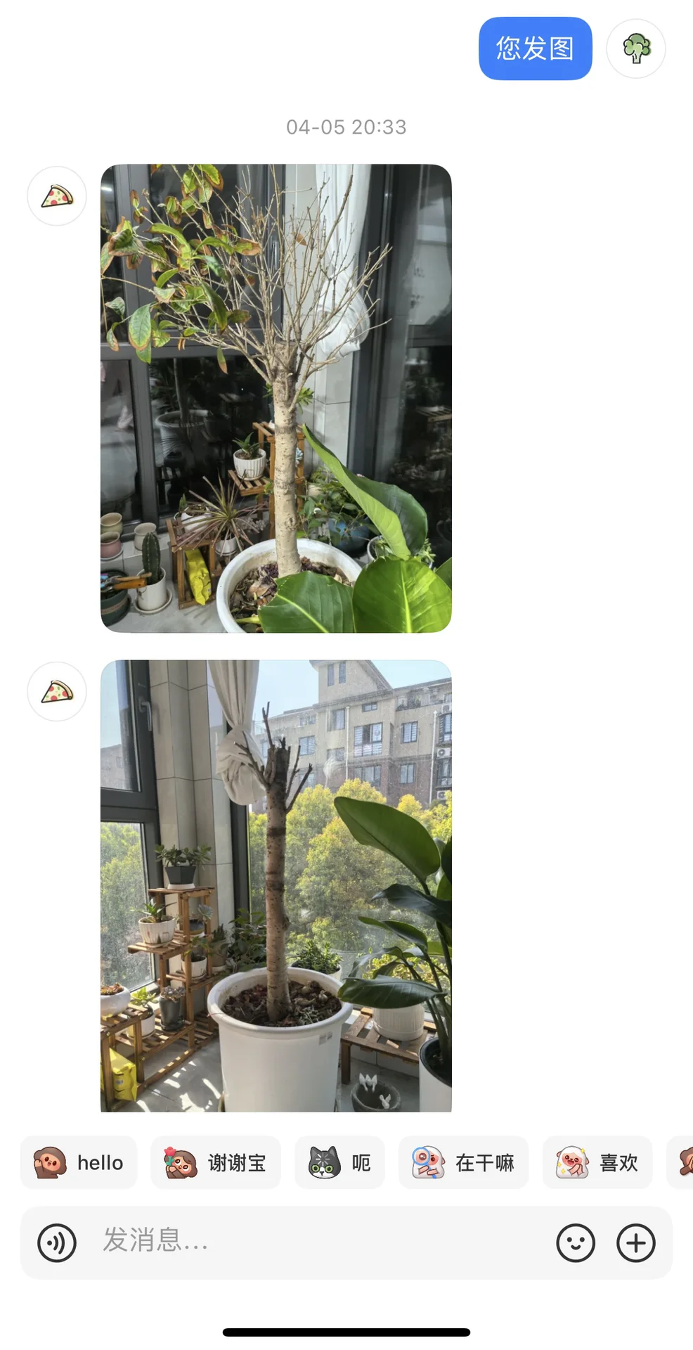 苦口婆心劝说救桂花