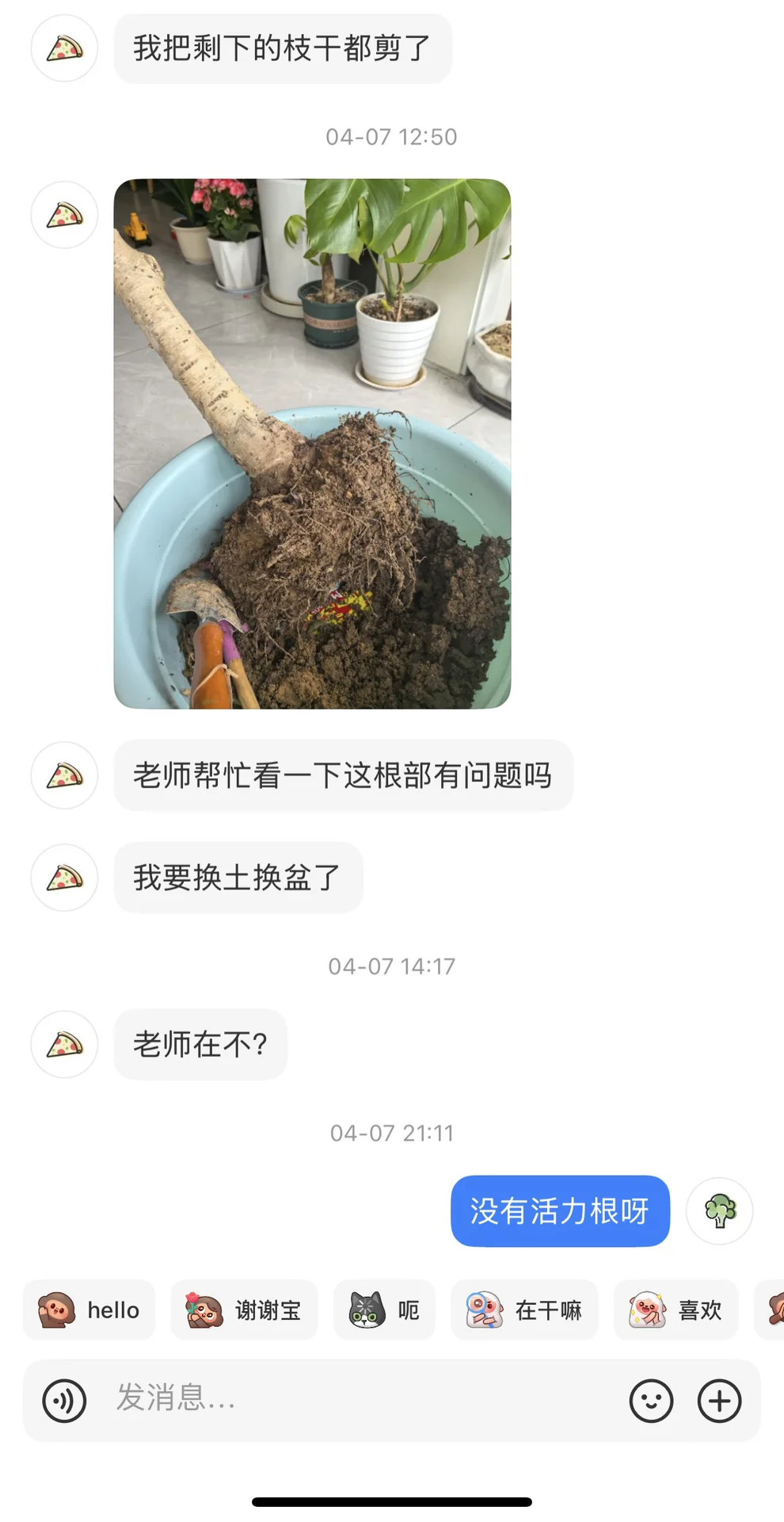 苦口婆心劝说救桂花