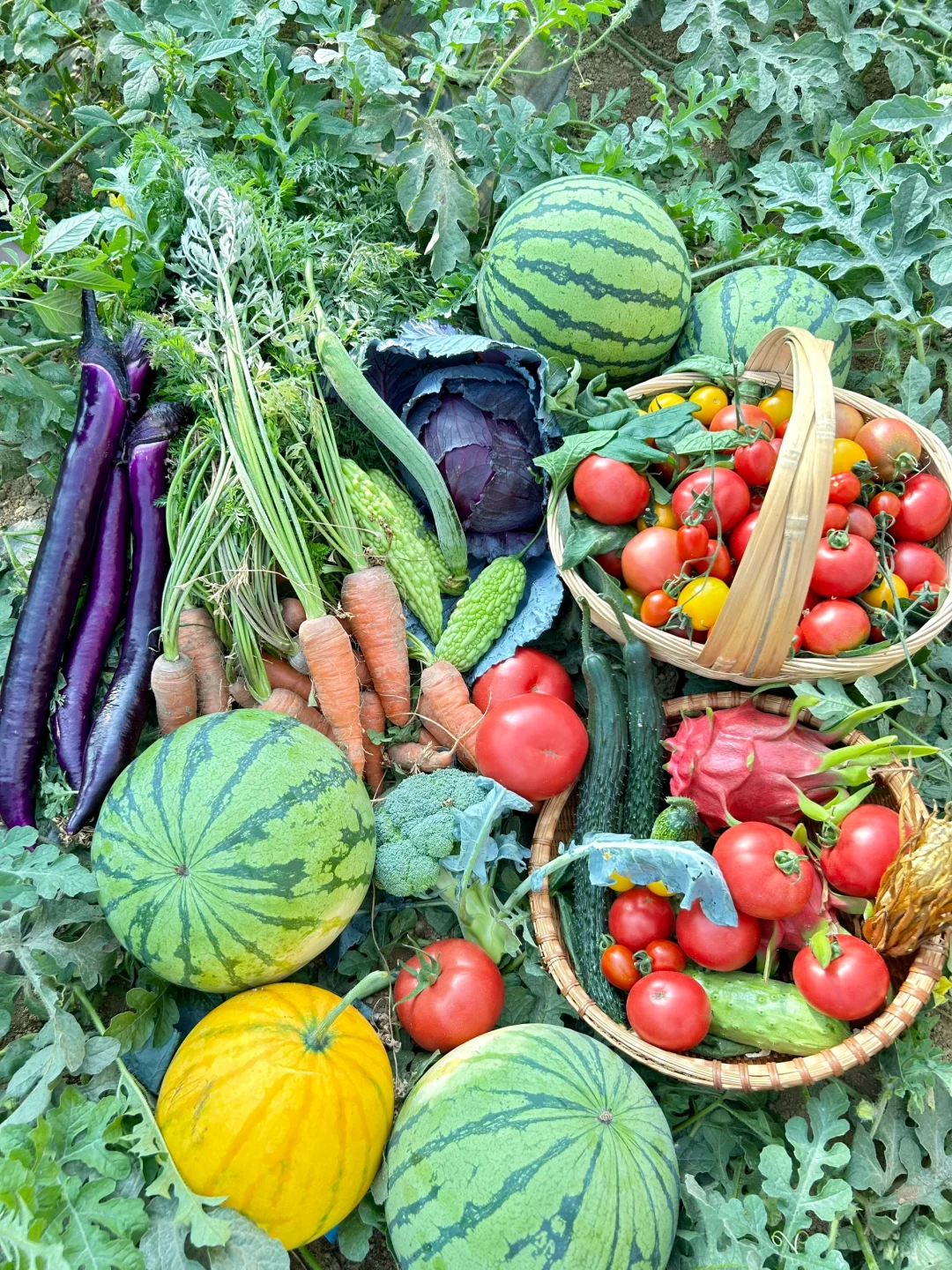 在大理的宝藏有机农场摘到了十几种瓜果