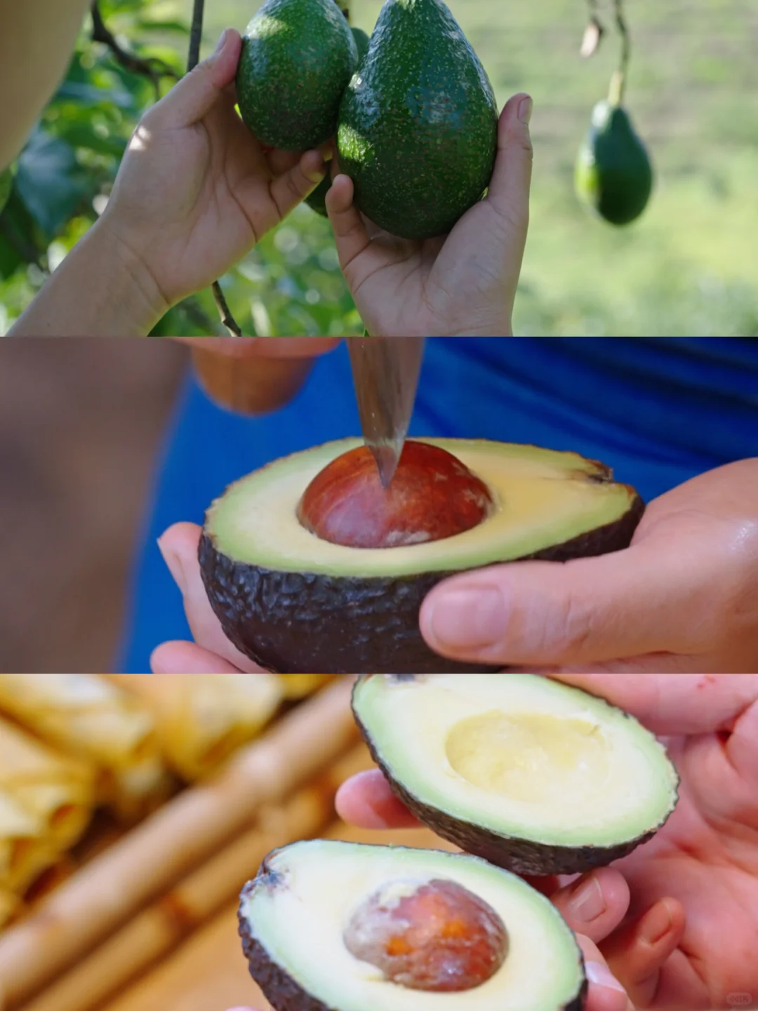 国产牛油果成熟啦！唯一缺点：季节限定！