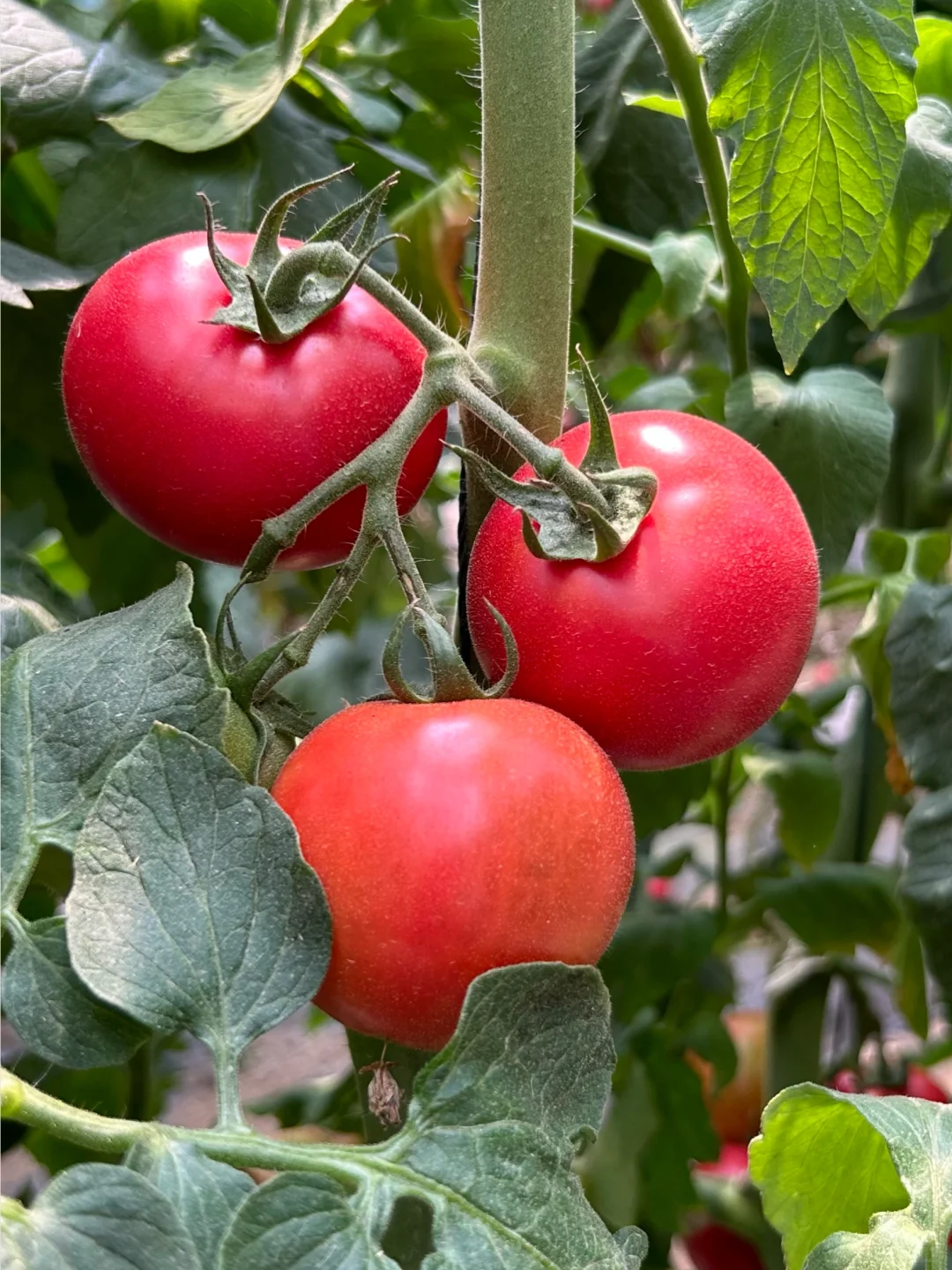 在大理的宝藏有机农场摘到了十几种瓜果